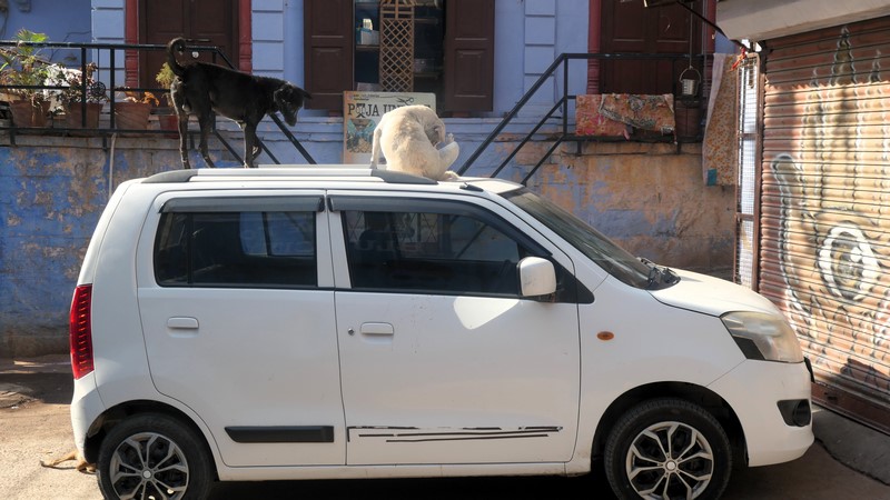 Jodhpur (7)