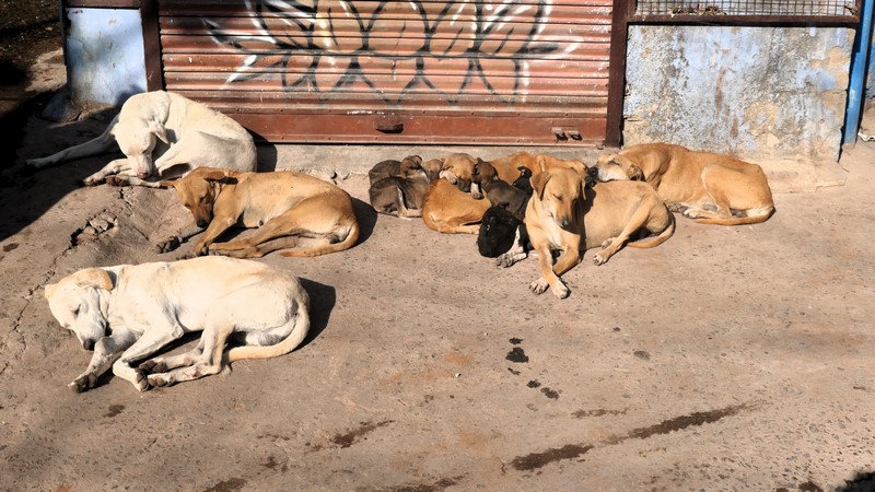 Jodhpur (59)