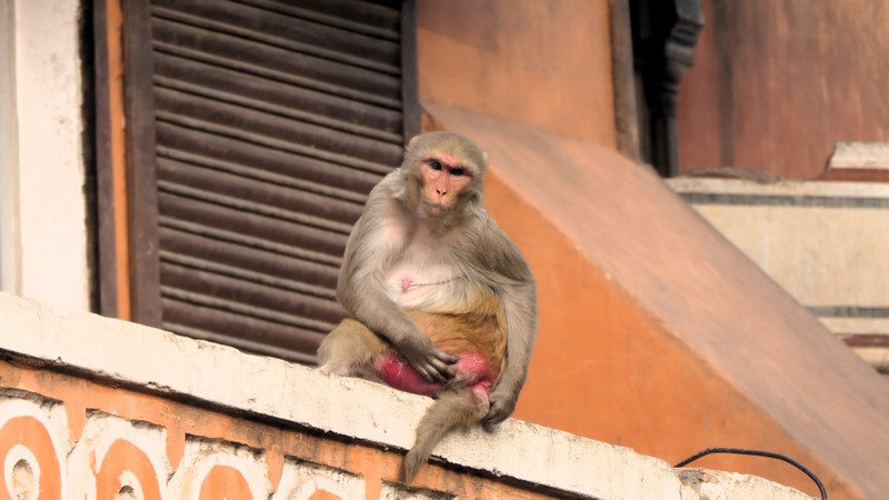 Jaipur (39)