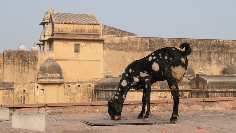 Jaipur (203)